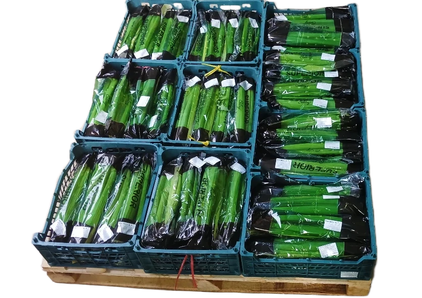 Стебель сельдерея из Ирана